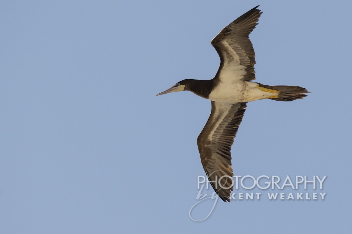 Brown Booby - ML529955961