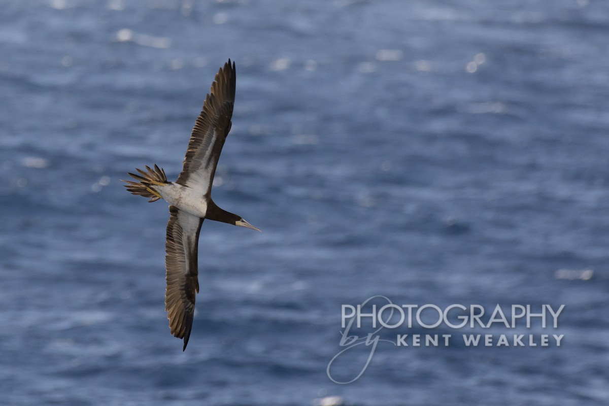 Brown Booby - ML529955971