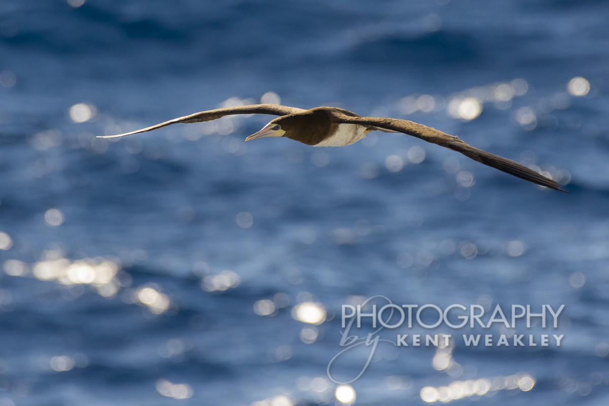 Brown Booby - Kent Weakley