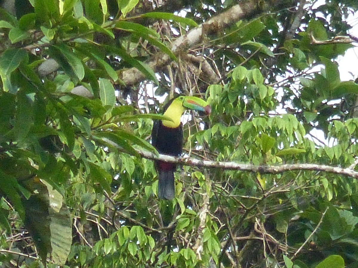 Keel-billed Toucan - ML529957071