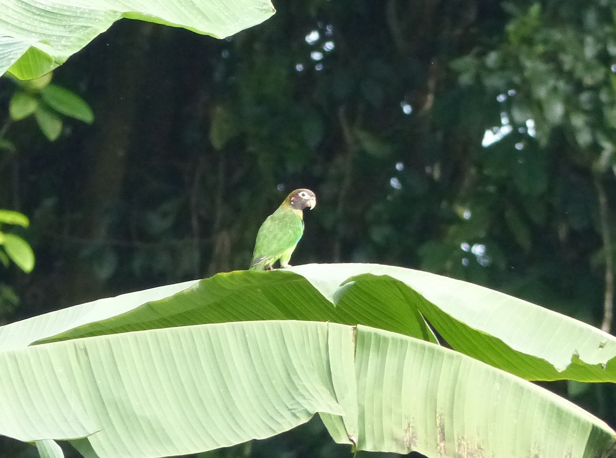 Brown-hooded Parrot - ML529957131