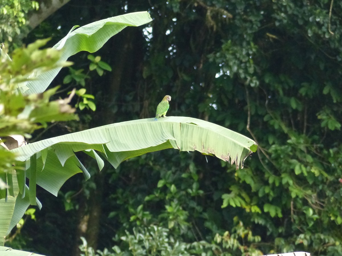 Brown-hooded Parrot - ML529957161