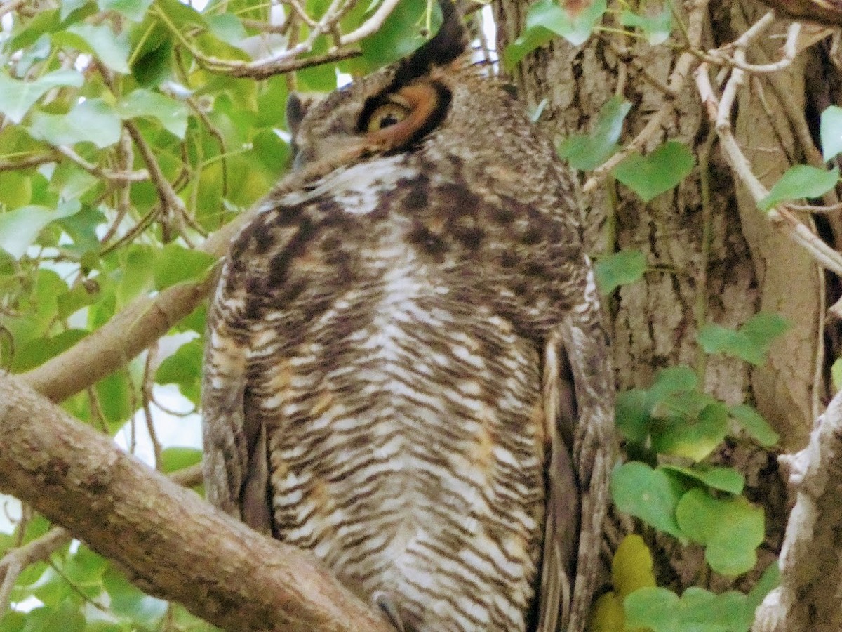 Great Horned Owl - Paul King