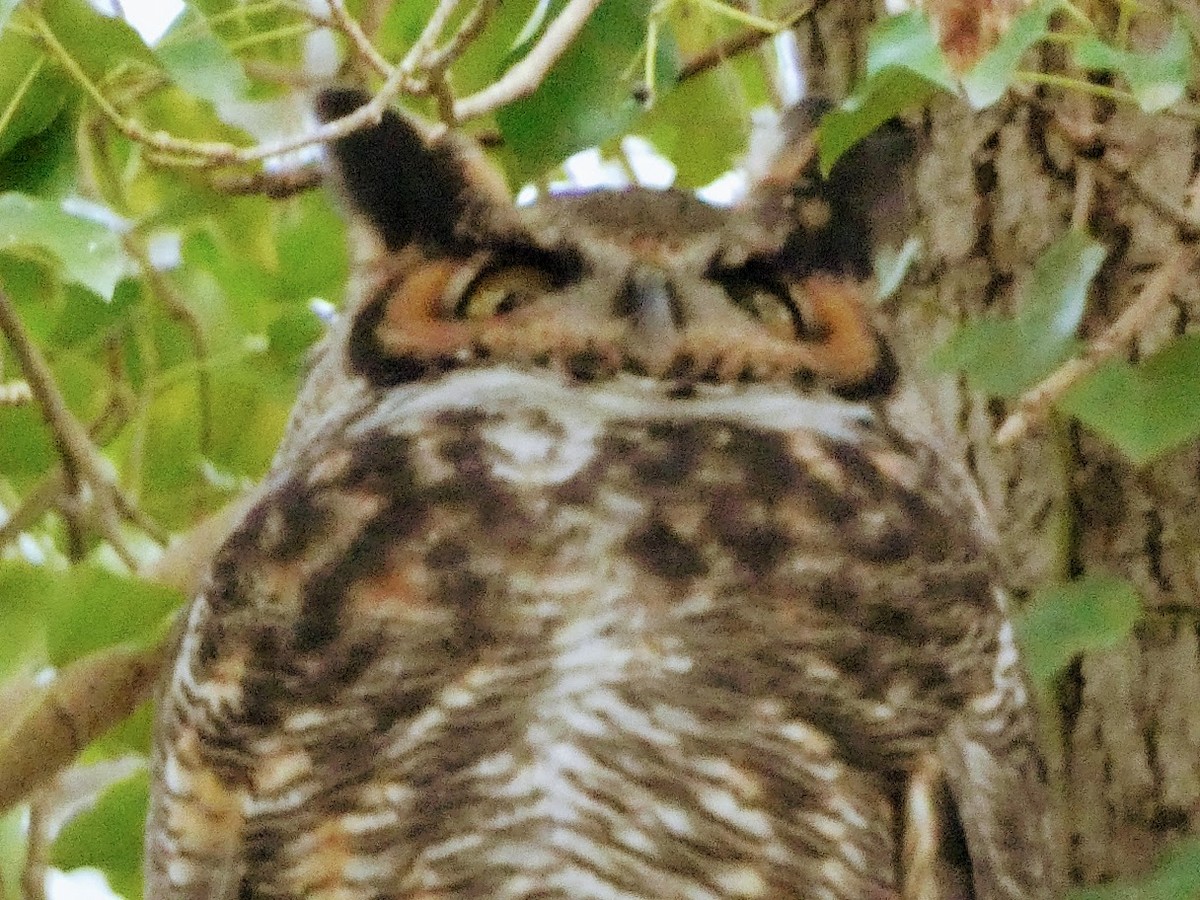 Great Horned Owl - ML529957331