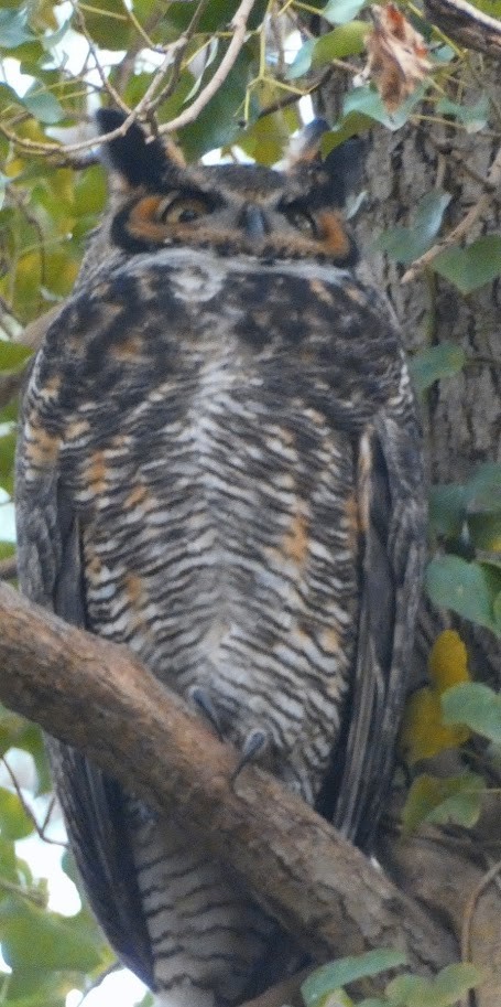 Great Horned Owl - Paul King