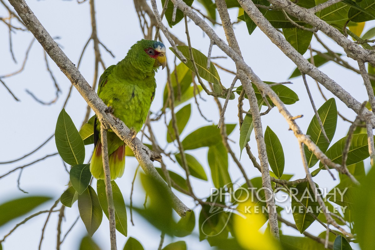 White-fronted Parrot - Kent Weakley