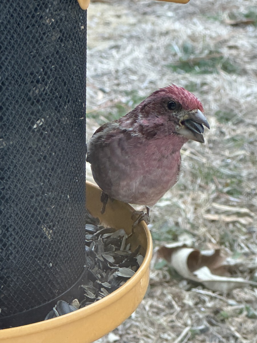 Purple Finch - ML529959481