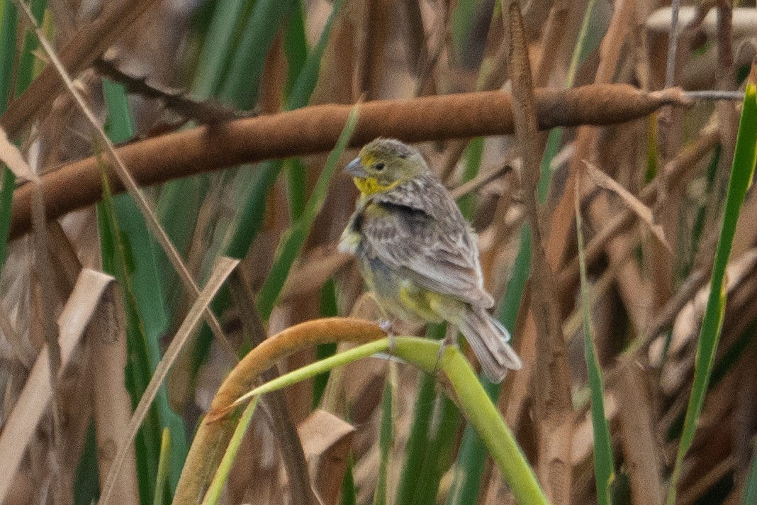 Grassland Yellow-Finch - ML529959601
