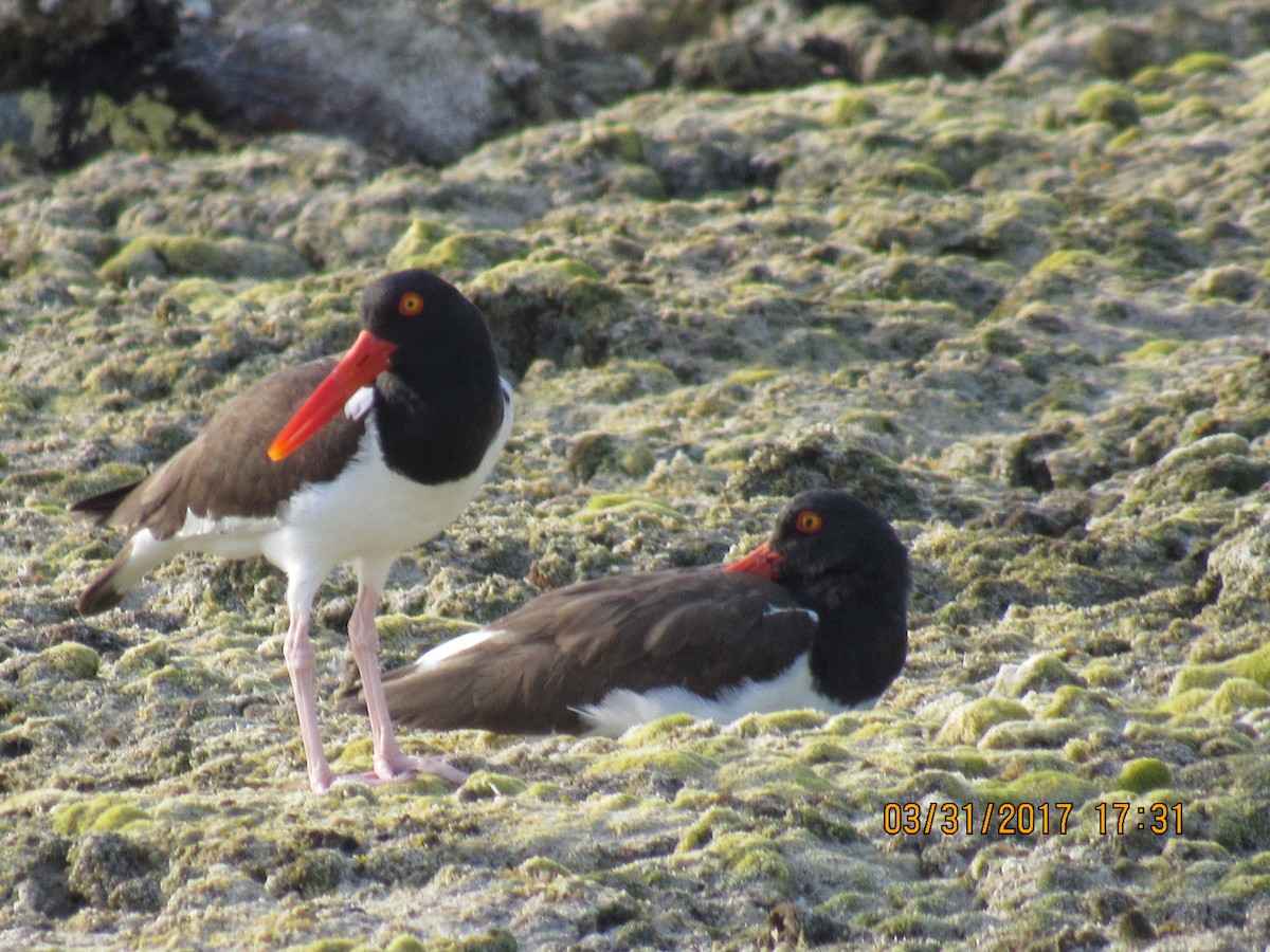 American Oystercatcher - ML52996031