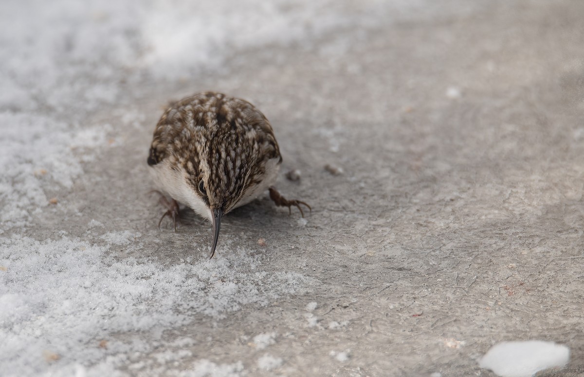 Brown Creeper - ML529960581