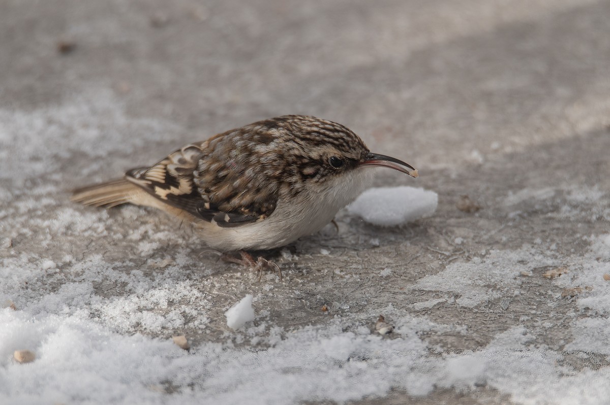 Brown Creeper - Lyle Grisedale