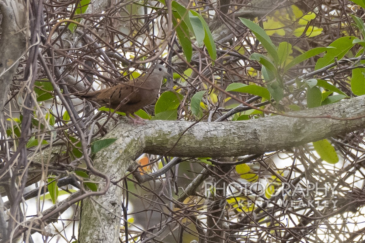 Ruddy Ground Dove - Kent Weakley