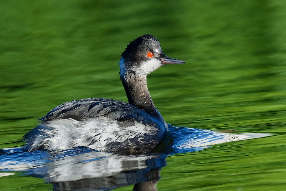 Eared Grebe - ML529961531