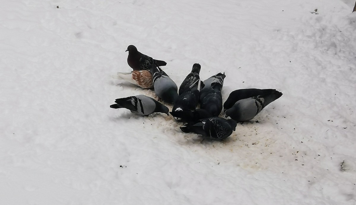 Rock Pigeon (Feral Pigeon) - ML529961541