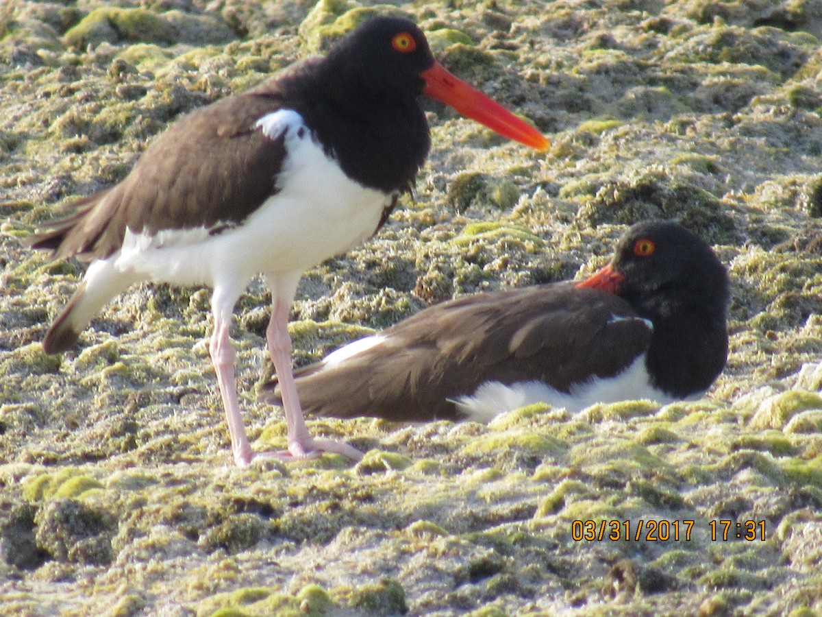American Oystercatcher - ML52996411