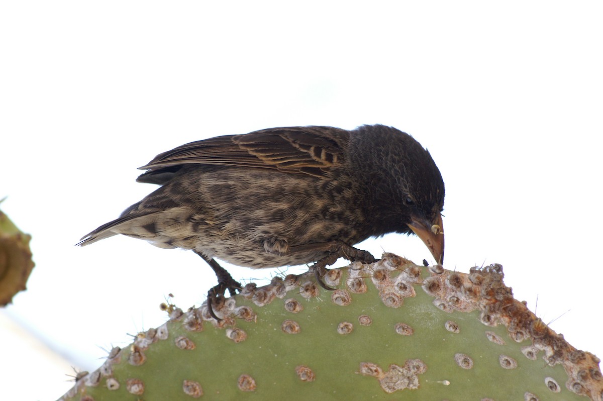 Géospize des cactus - ML529964821