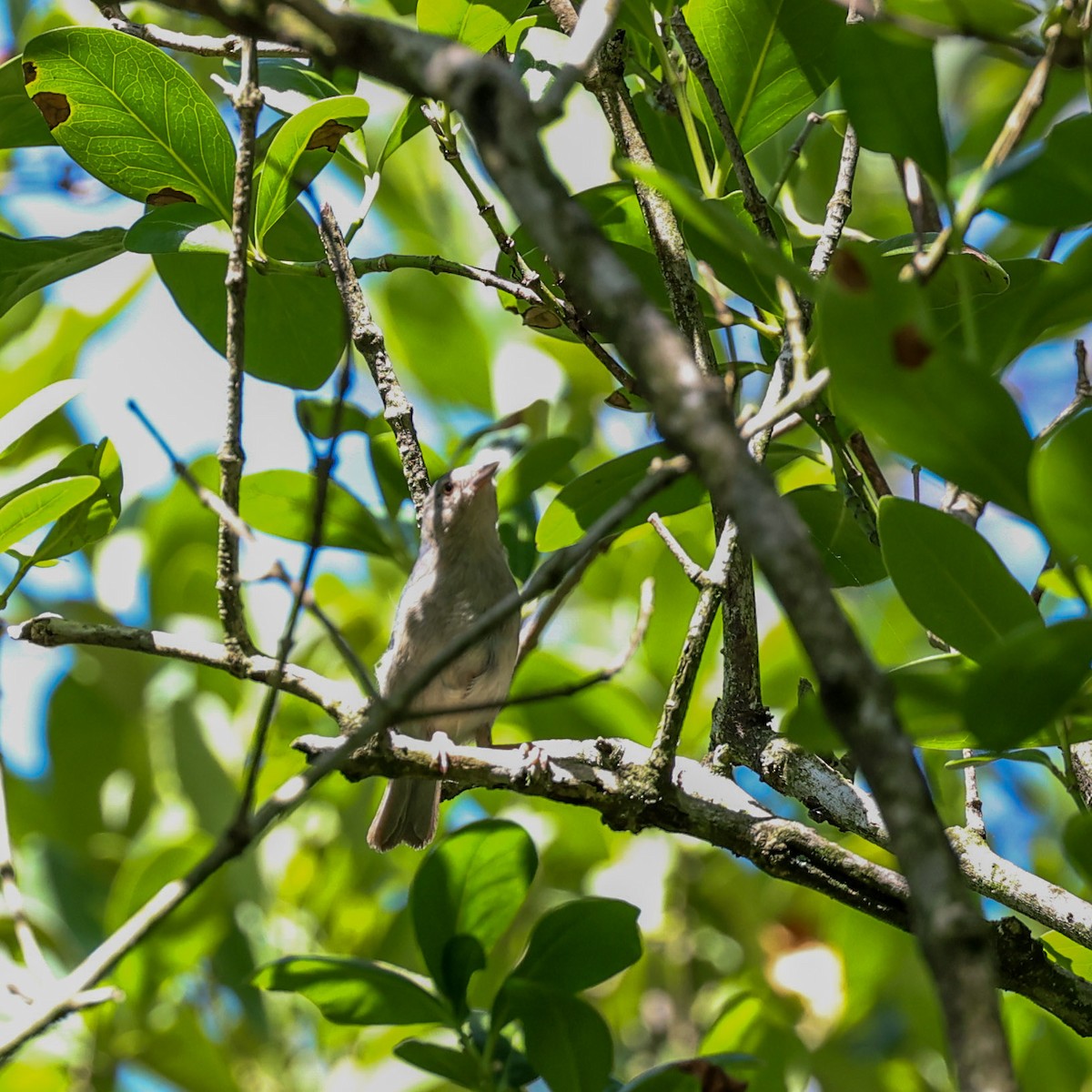 Bicolored Conebill - ML529966451