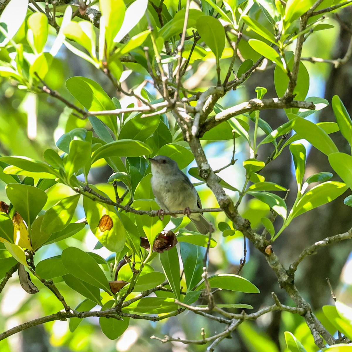 Bicolored Conebill - ML529966461