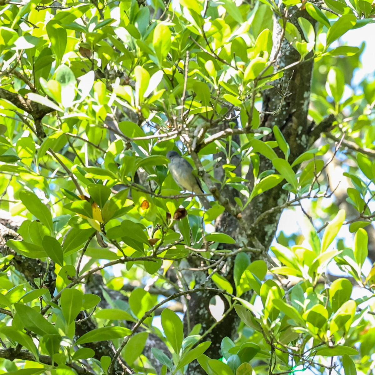 Bicolored Conebill - ML529966471