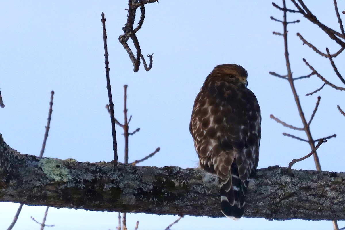 Red-shouldered Hawk - ML529966751