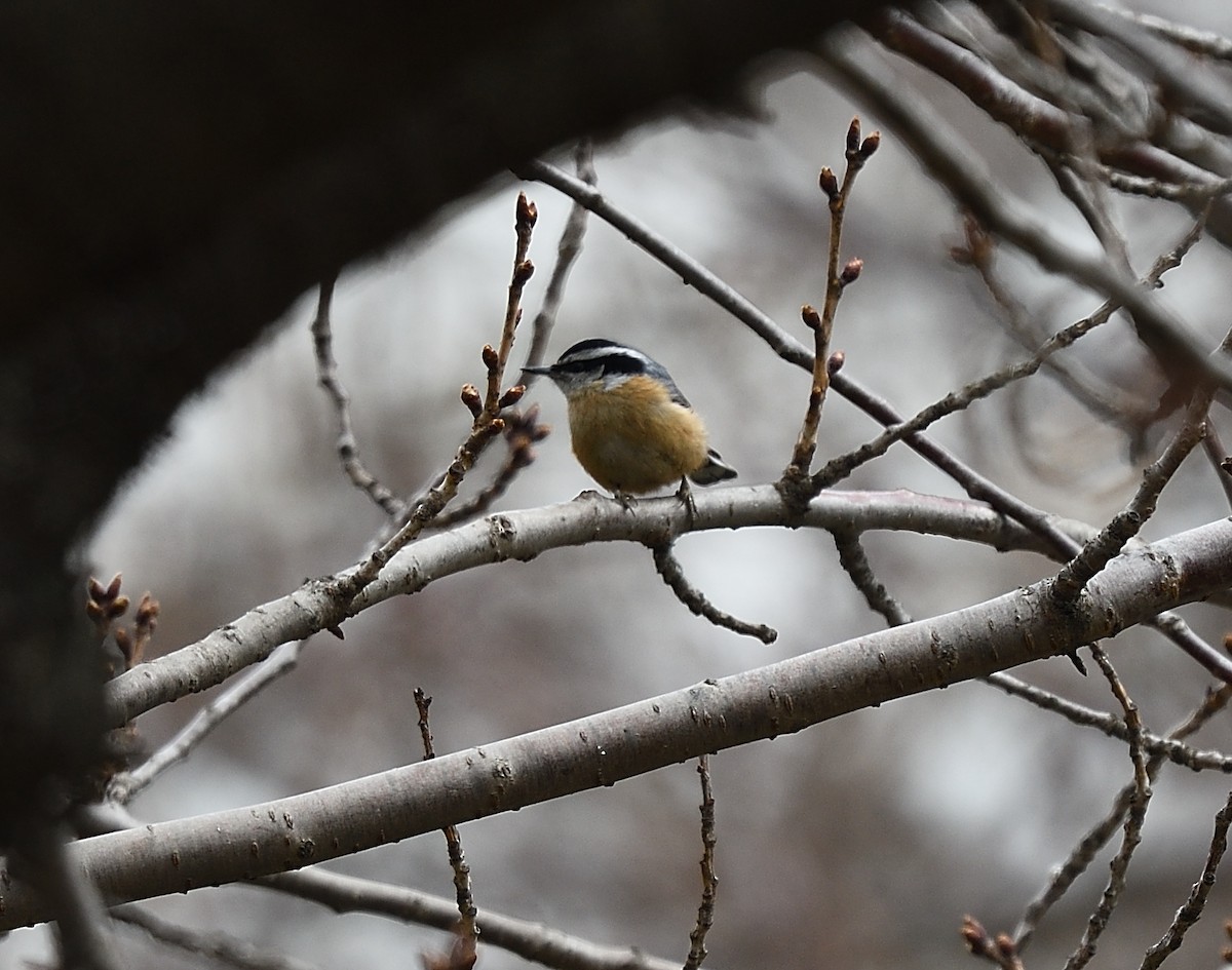 Red-breasted Nuthatch - ML52996711