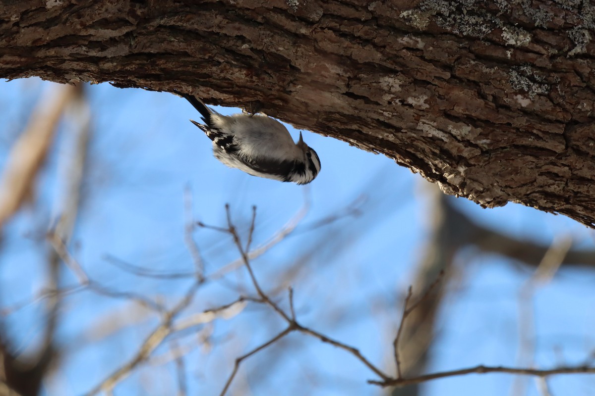 Downy Woodpecker - ML529967211
