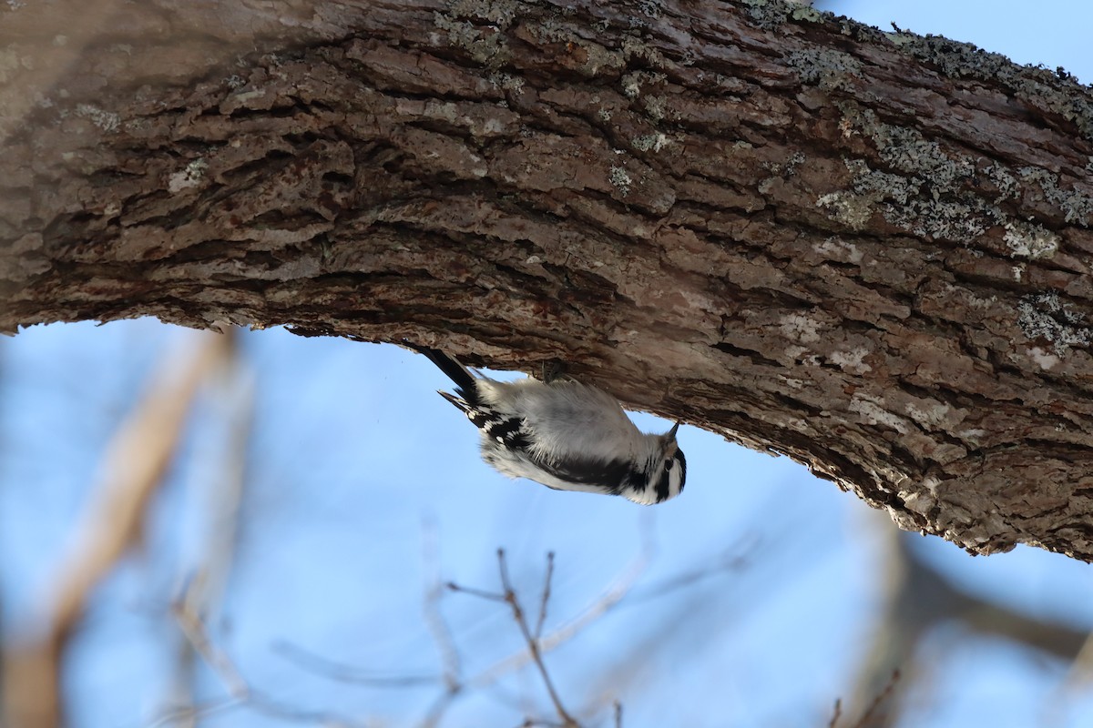 Downy Woodpecker - ML529967221