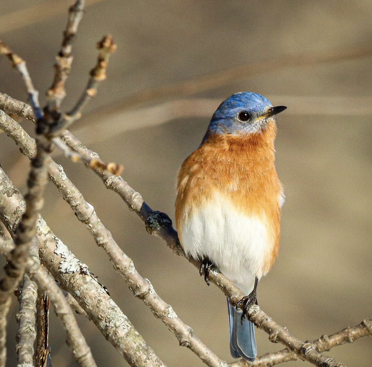 Eastern Bluebird - ML529967341