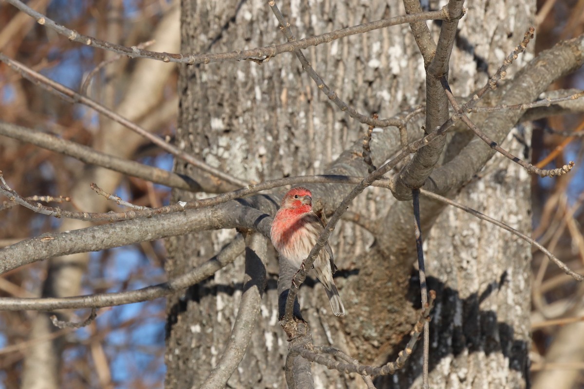 House Finch - ML529967451