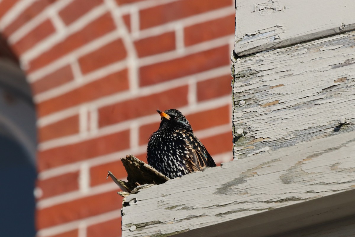 European Starling - ML529967691