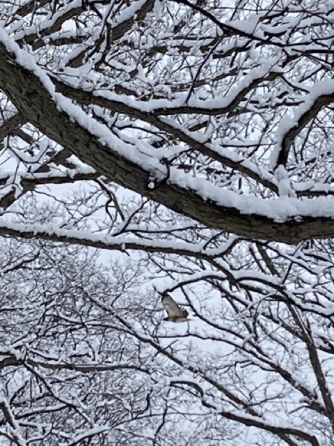 Red-tailed Hawk - ML529967861