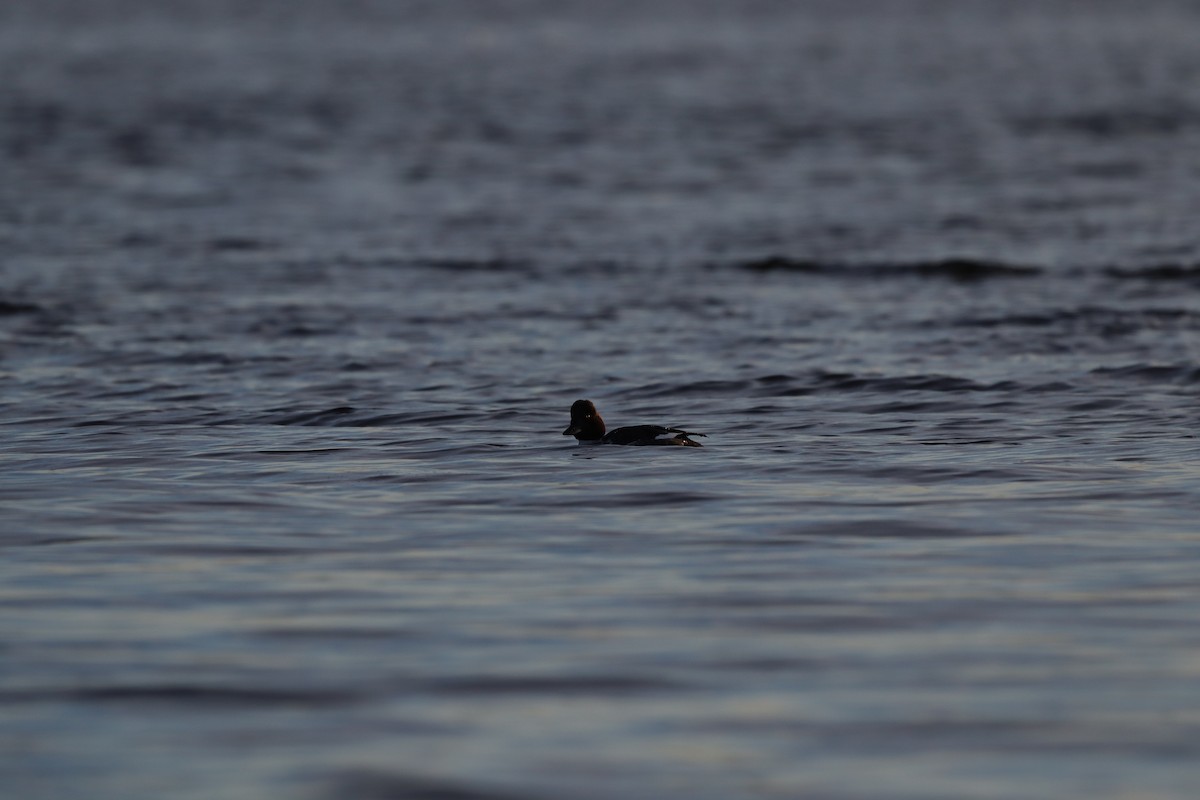 Common Goldeneye - ML529967901