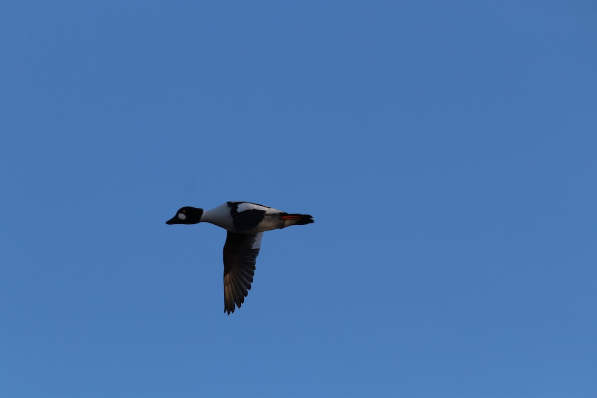 Common Goldeneye - ML529967911