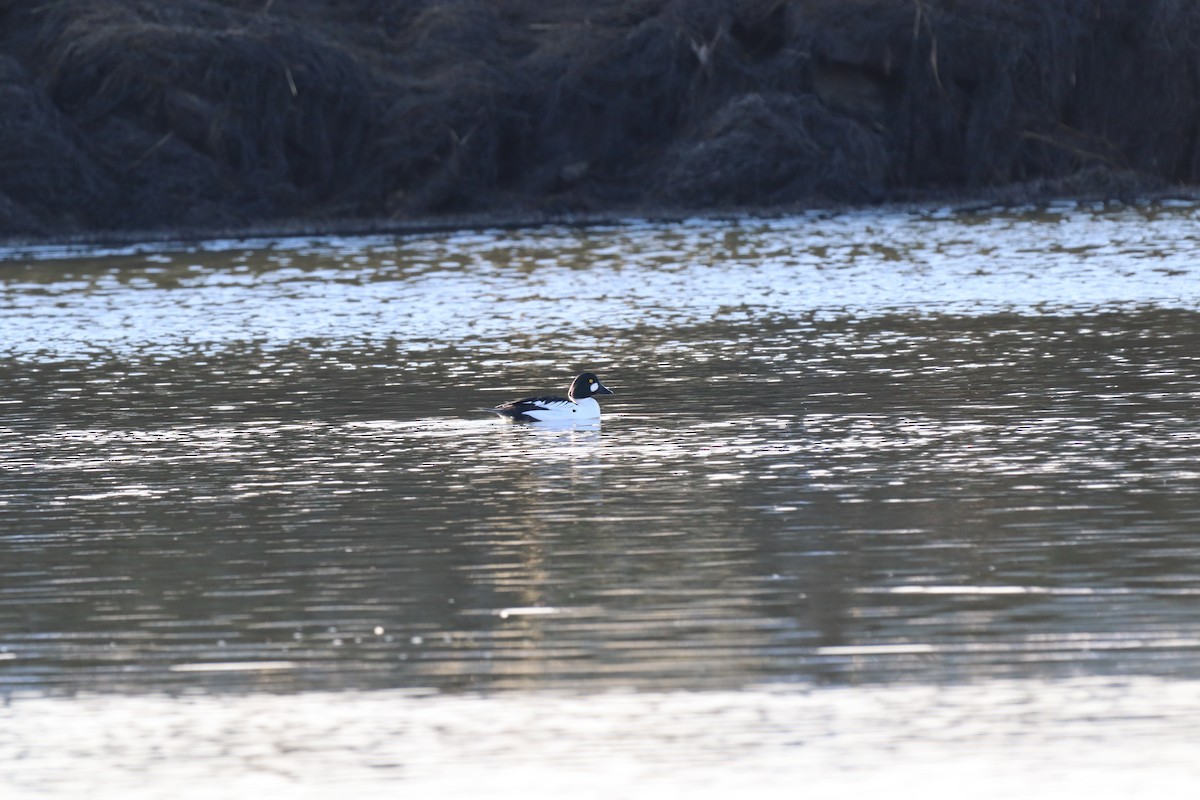 Common Goldeneye - ML529967921