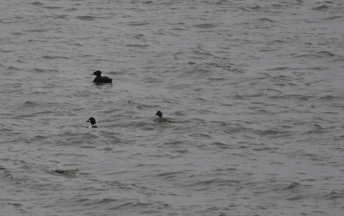 Surf Scoter - ML529968641