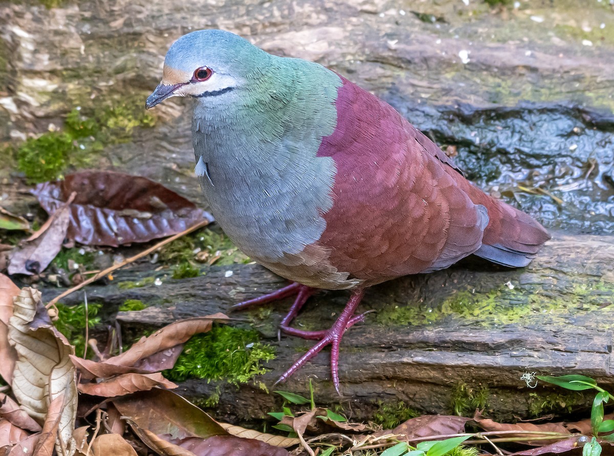 Buff-fronted Quail-Dove - Andres Paniagua