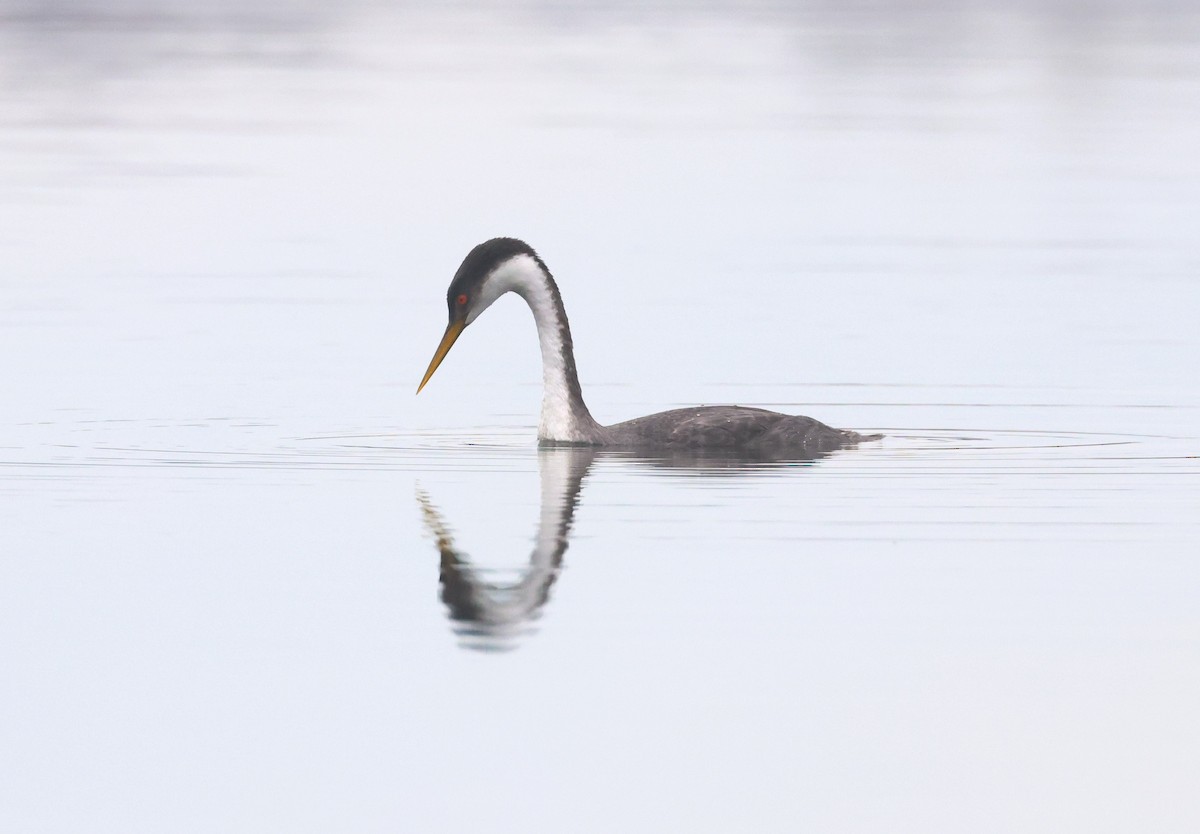 Western Grebe - ML529969101