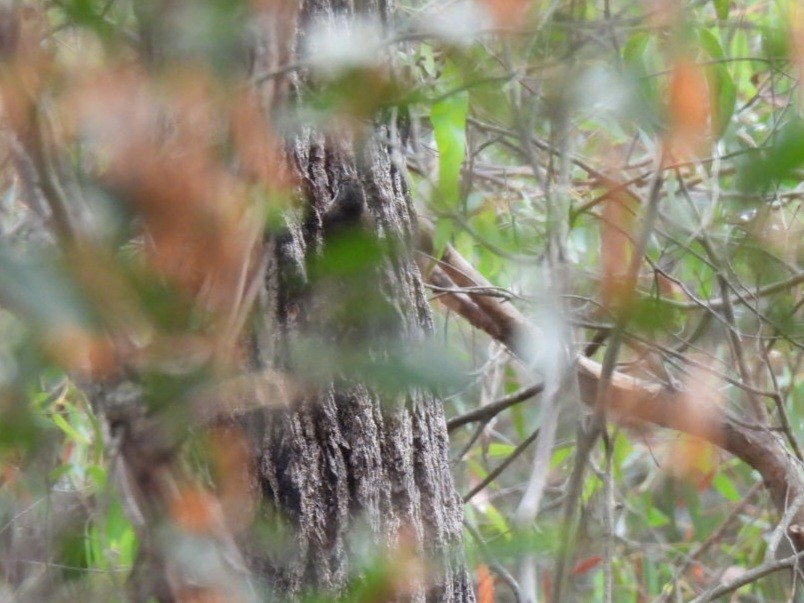 White-throated Treecreeper - ML529969121