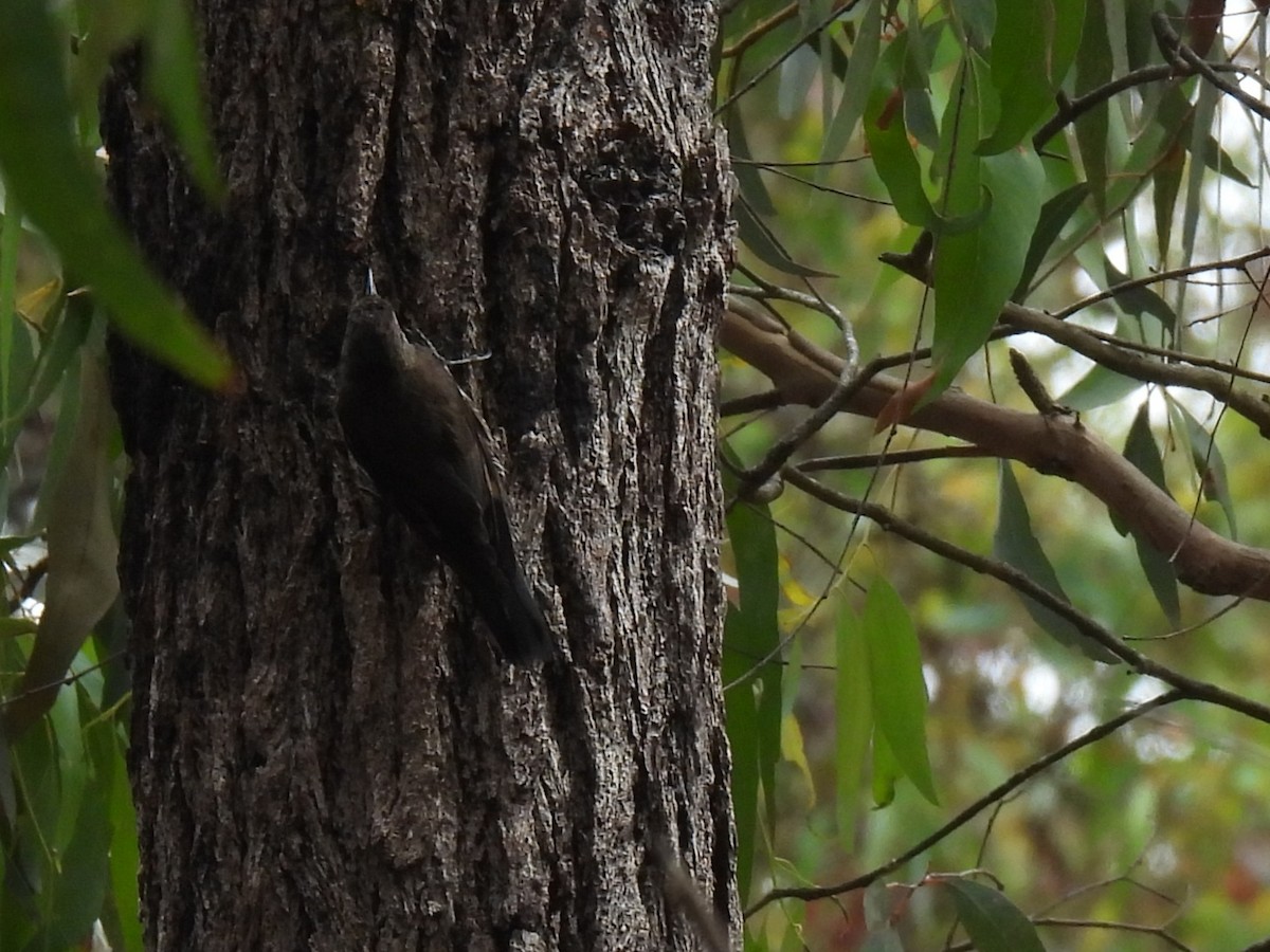 White-throated Treecreeper - ML529969131