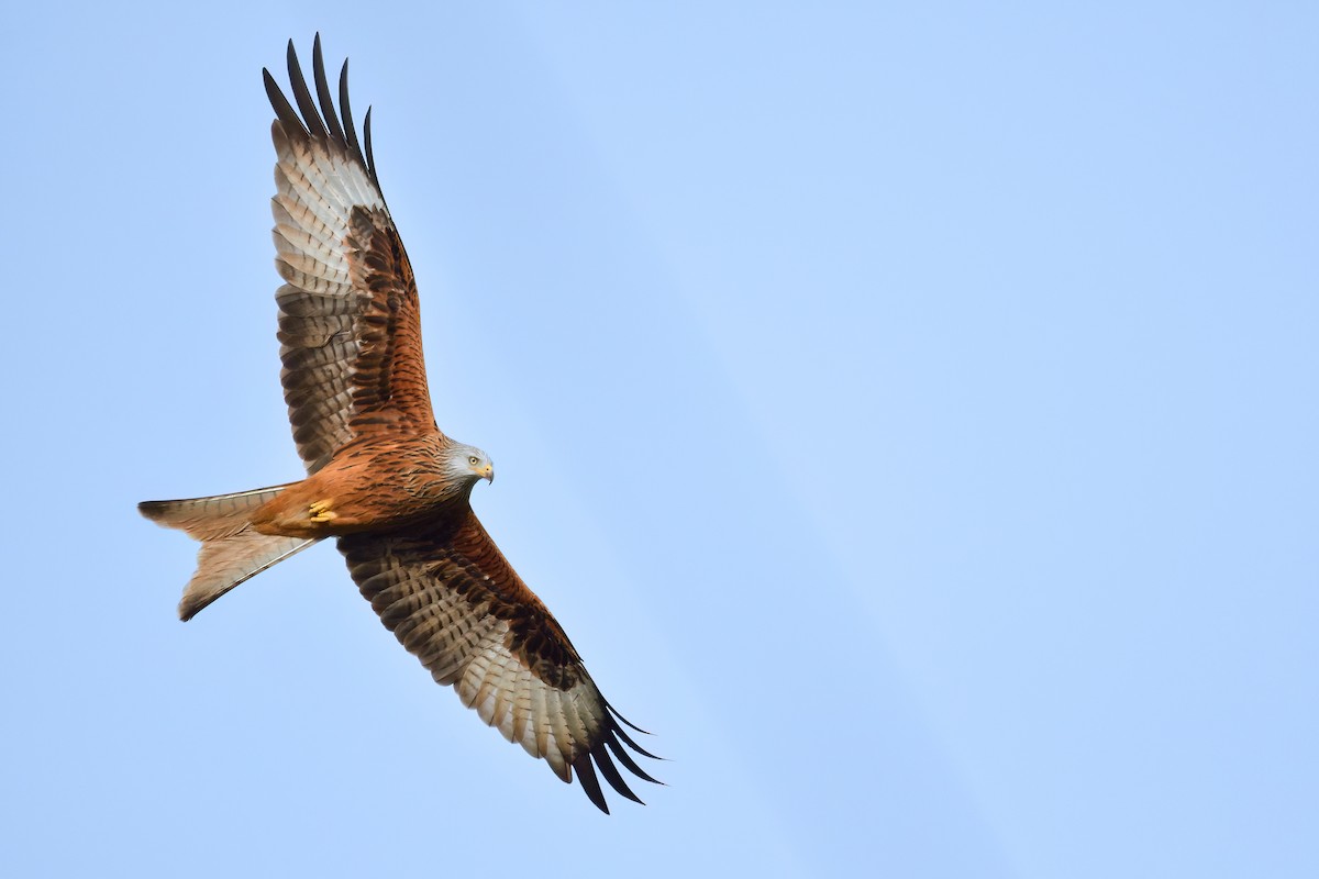 Red Kite - ML529969271