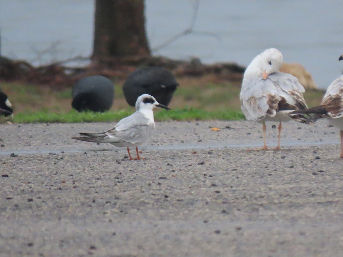 Forster's Tern - ML529969371