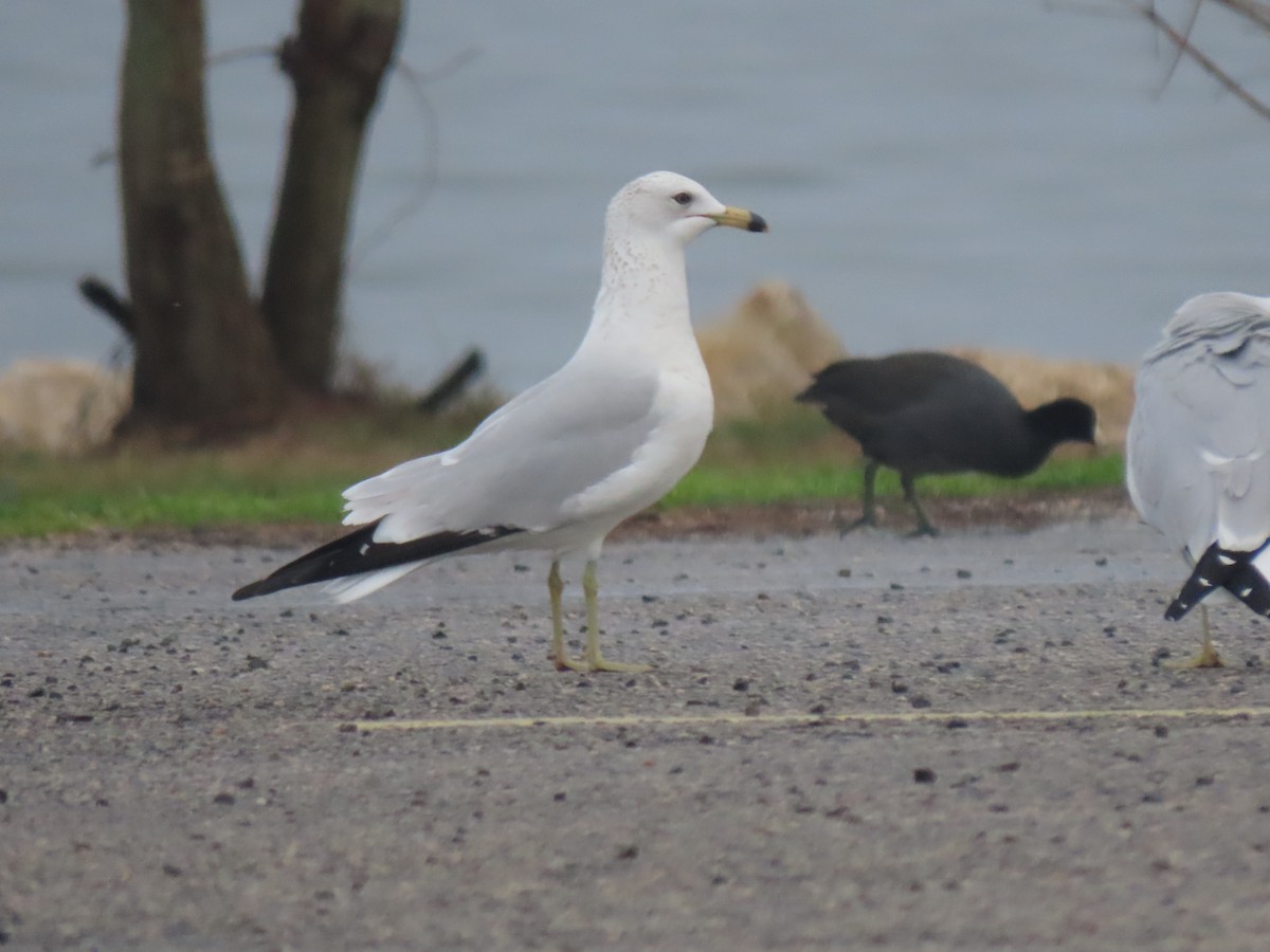 Ring-billed Gull - ML529969401