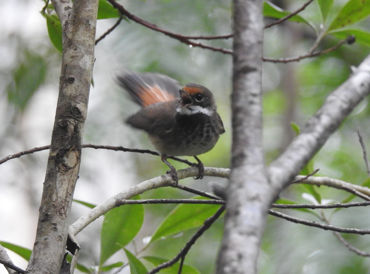 Australian Rufous Fantail - ML529970061