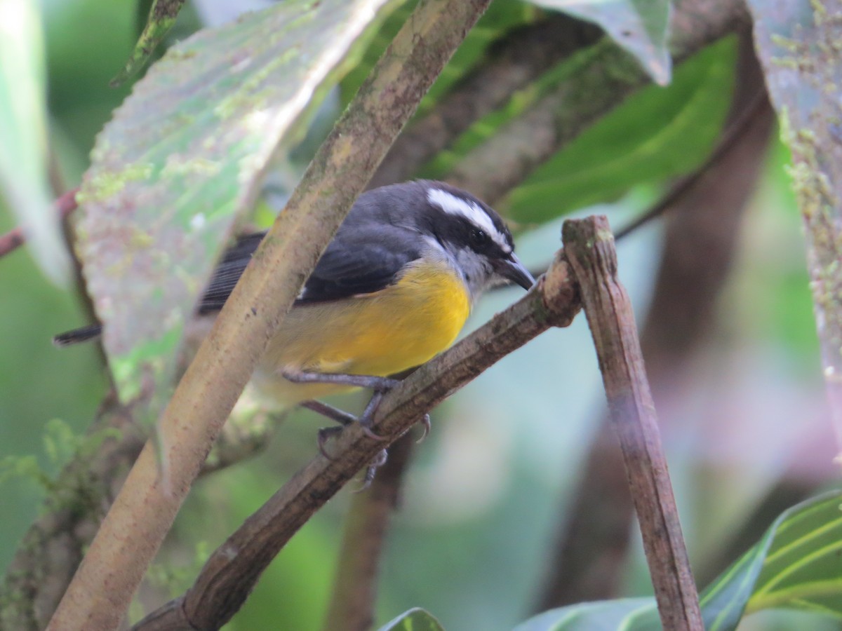 Bananaquit - ML52997091