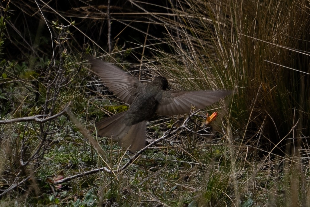 olivennålkolibri - ML529974361