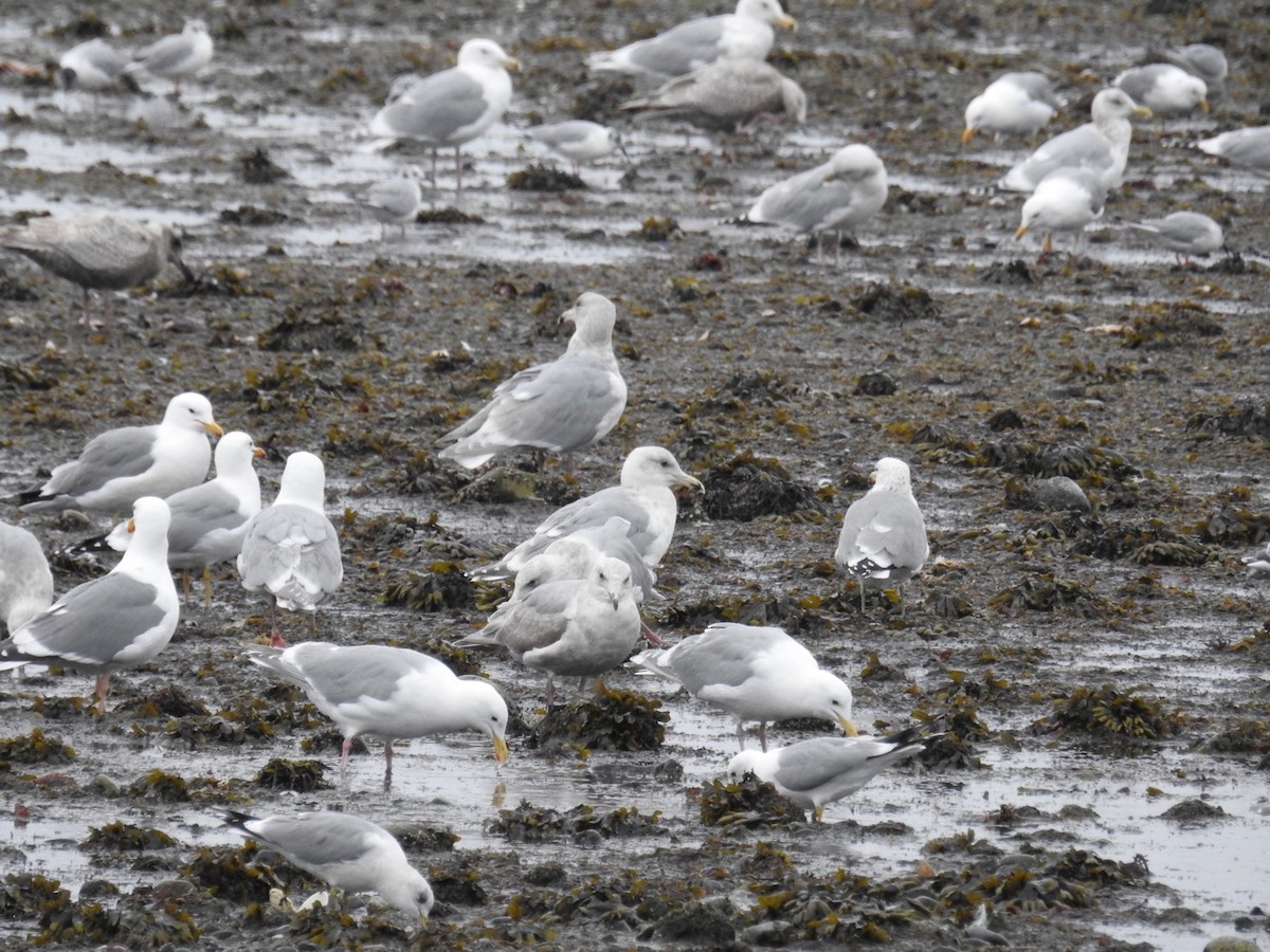 California Gull - MA MU