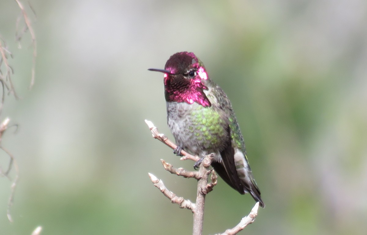 Anna's Hummingbird - ML529978421
