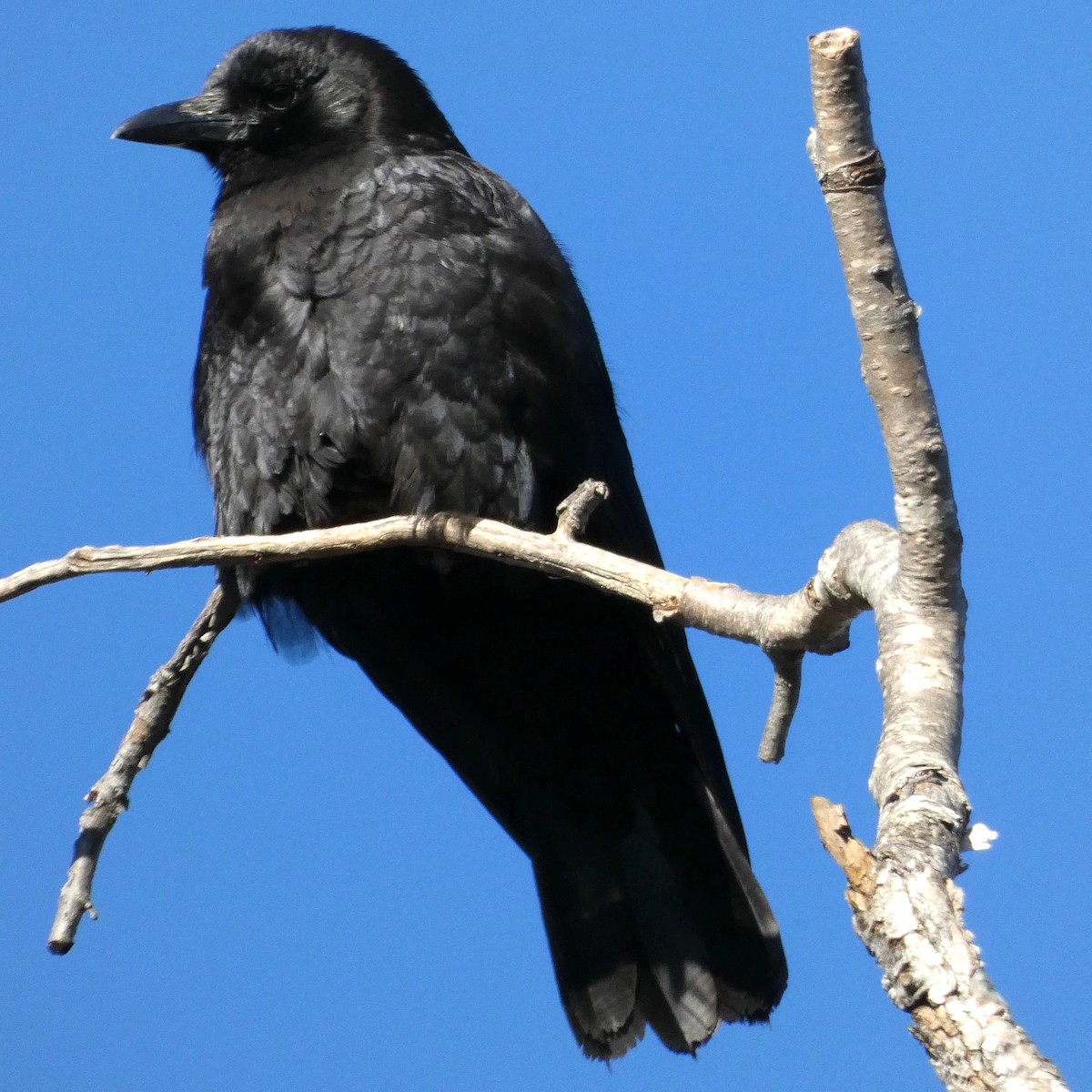 American Crow - ML529978441