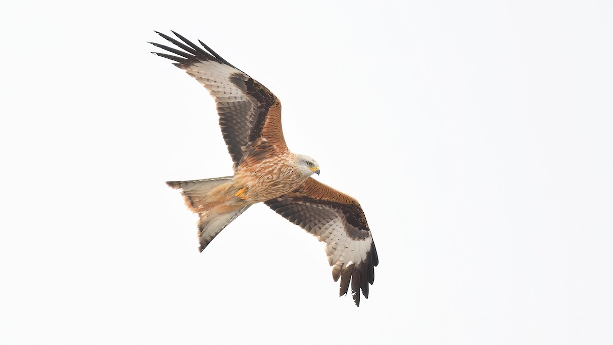 Red Kite - ML529979631