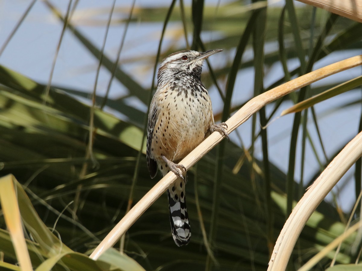 Cactus Wren - ML529979831